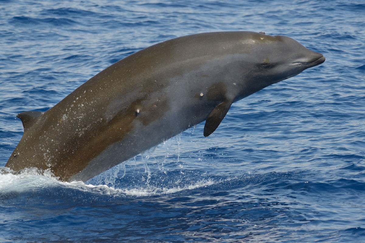 Cuvier’s beaked whale