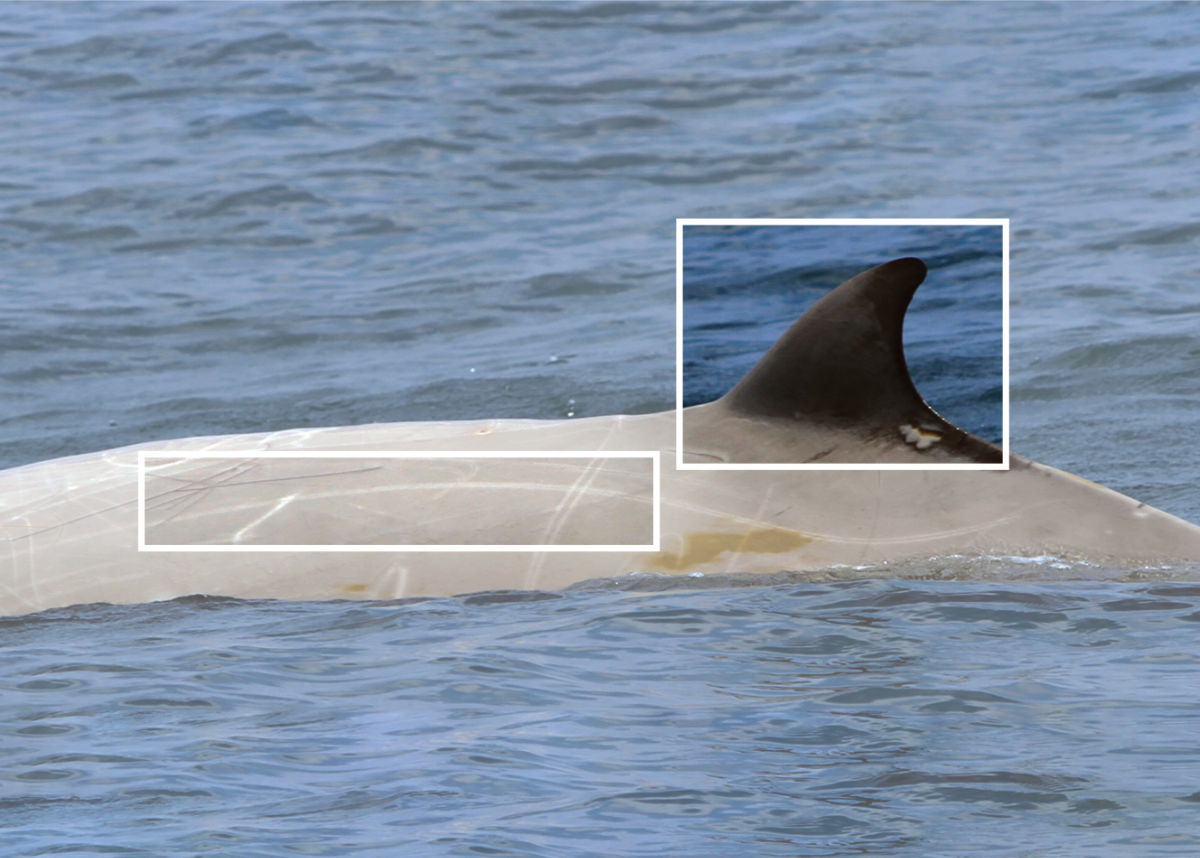 Cuvier’s beaked whale