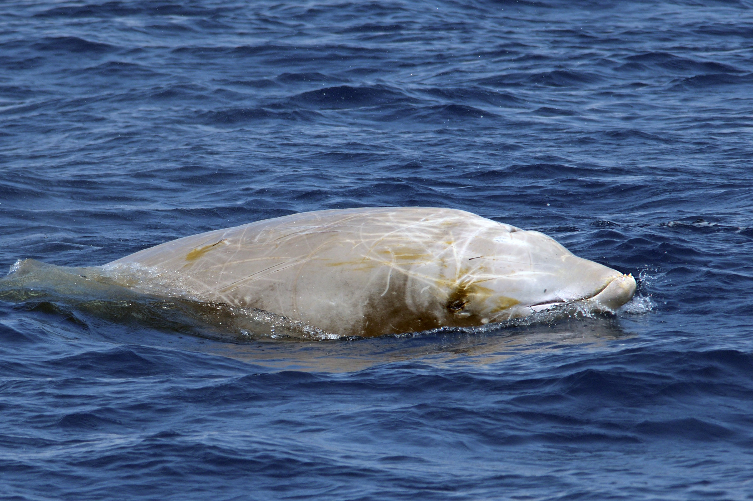 Cuvier’s beaked whale