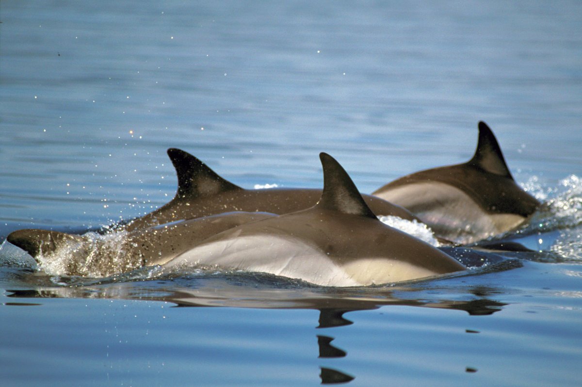 Delfino comune