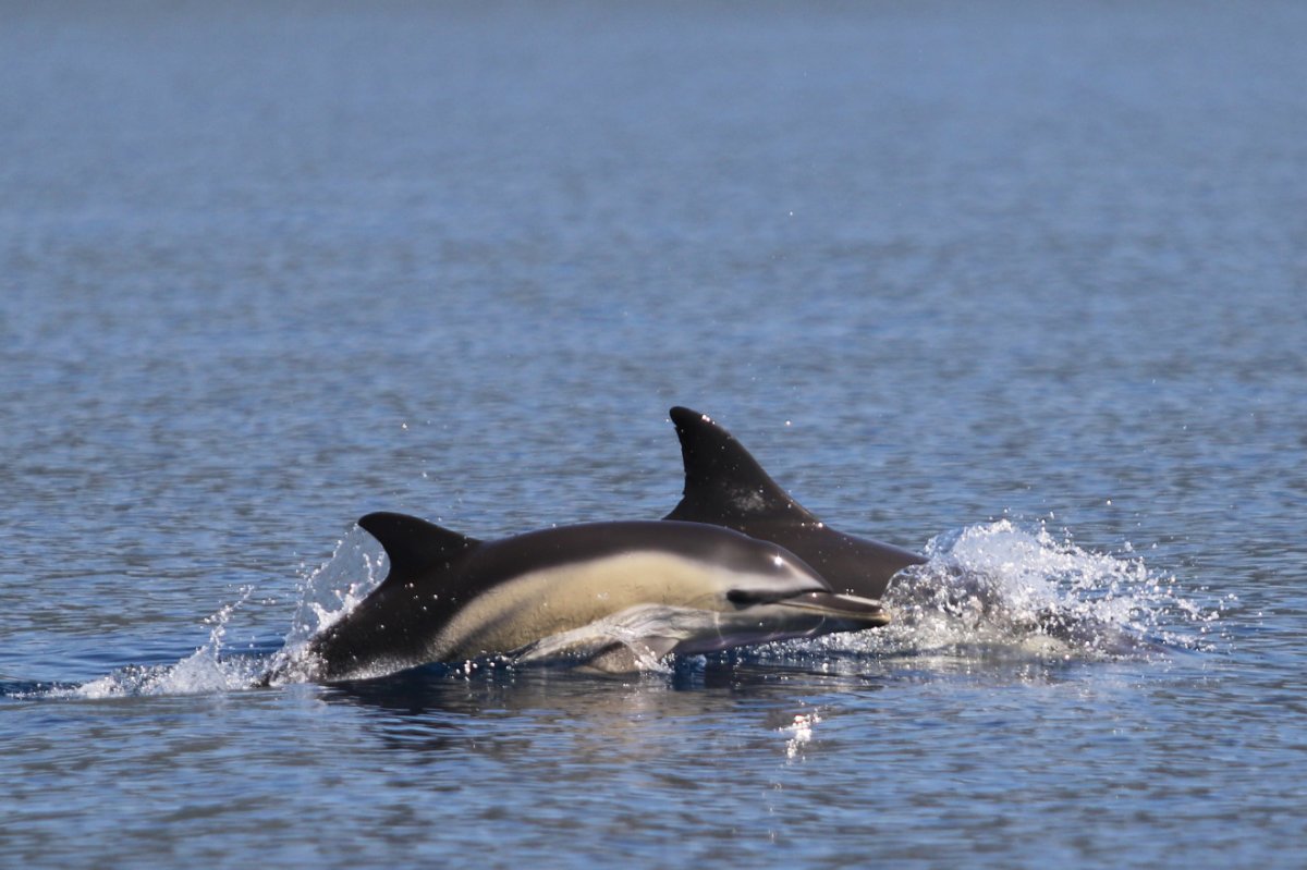 Delfino comune