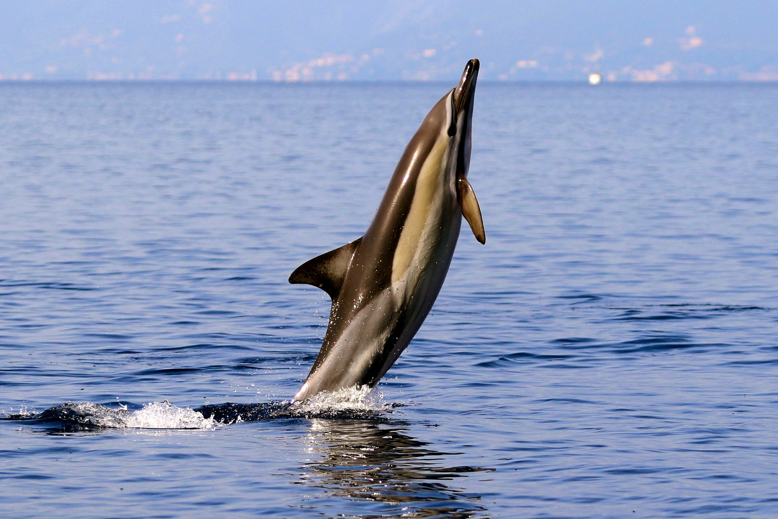 Delfino comune