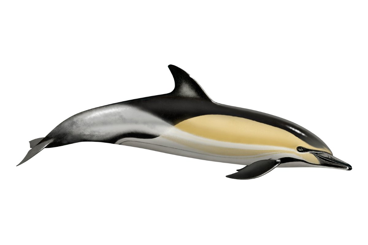 Delfino comune