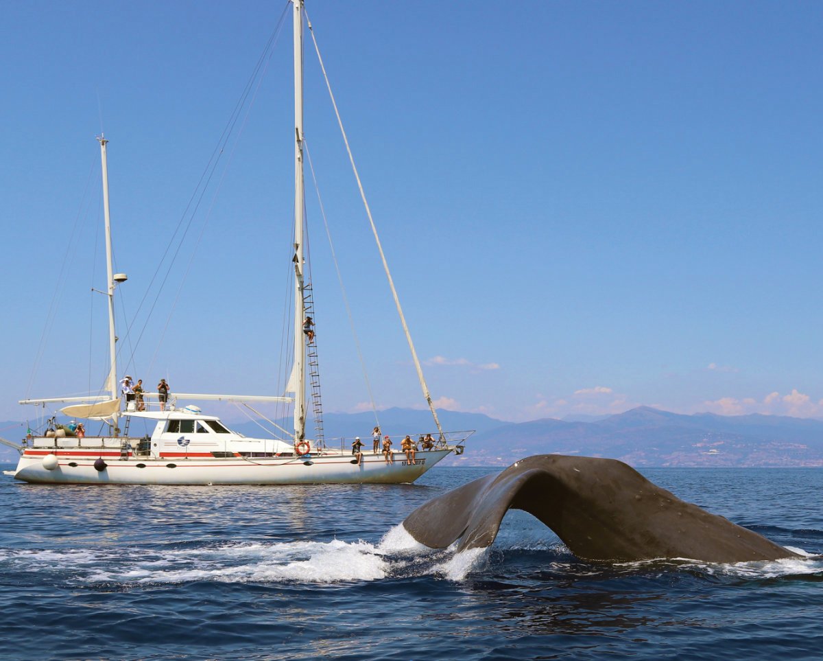 Incontrare balene e delfini nel Santuario